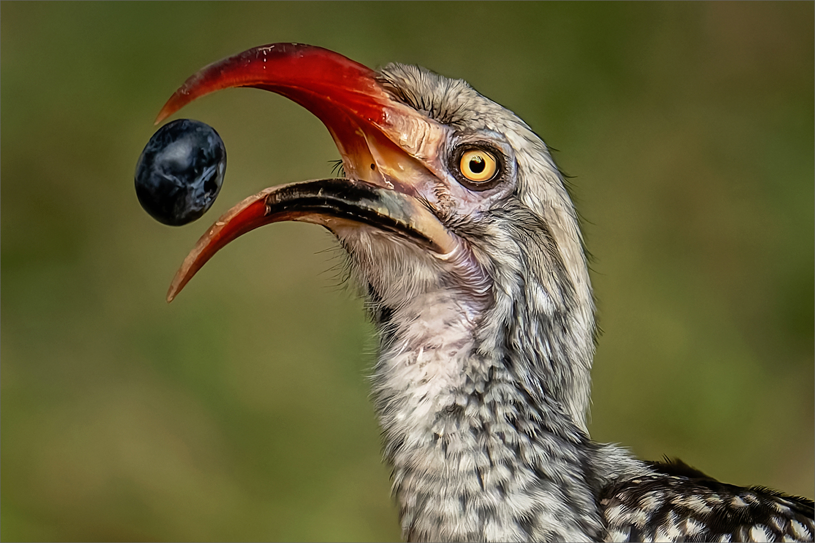 Cynthia Uren (South Africa) Eating Berries